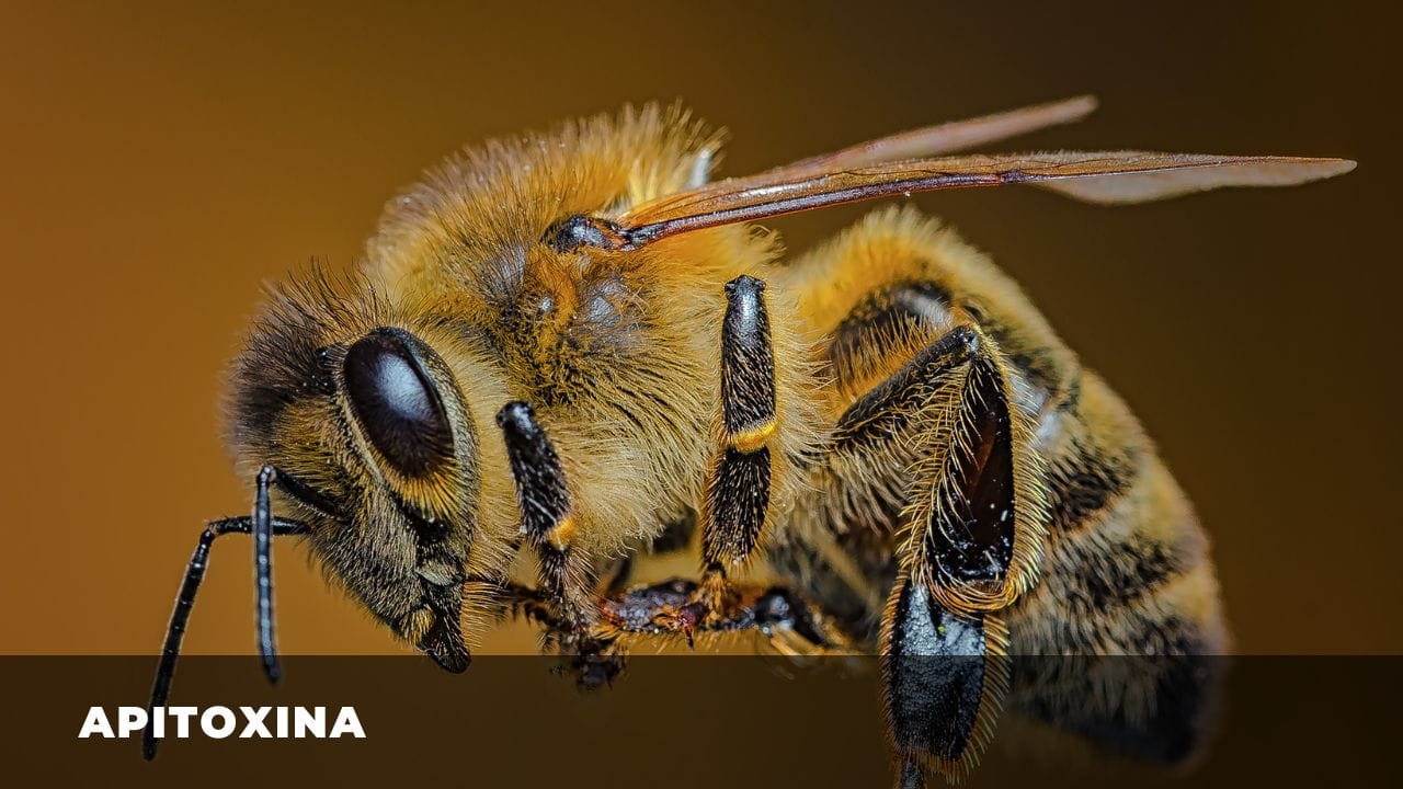 Apitoxina: Benefícios do Veneno de Abelha para a Saúde - Clube do Mel